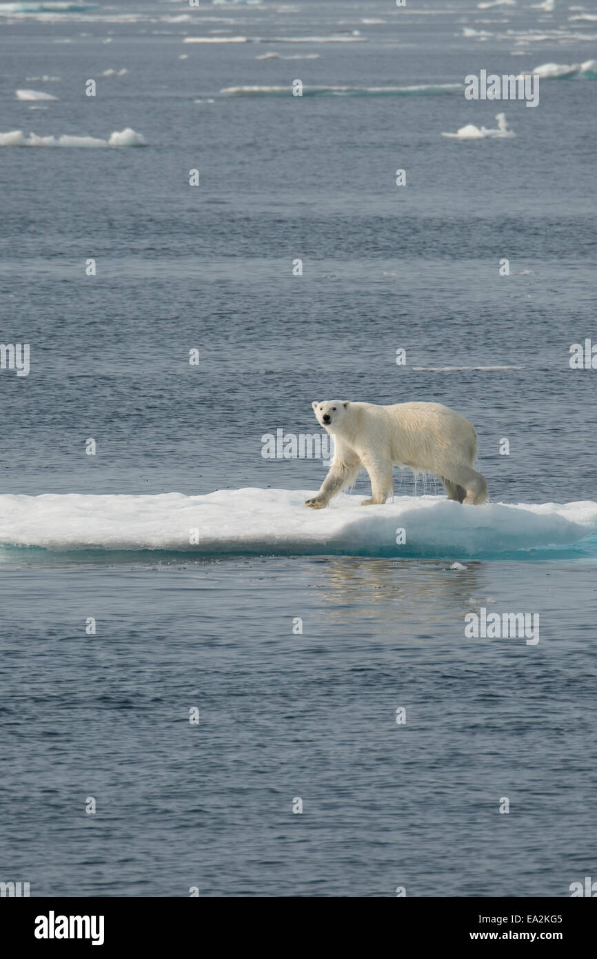 Macho, el Oso Polar Ursus maritimus, escalada sobre un iceberg después de nadar, de la isla de Baffin, el Ártico canadiense. Foto de stock