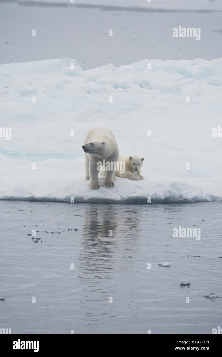 Oso Polar madre & cub, Ursus maritimus, jugando en un iceberg, de la isla de Baffin, el Ártico canadiense. Foto de stock