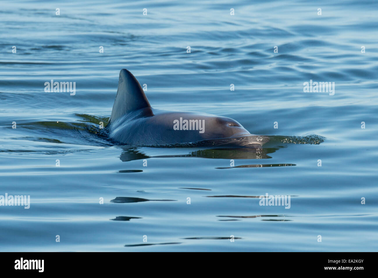 Delfín de Haviside (Cephalorhynchus heavisidii) o, alternativamente, Heaviside dolphin, desbastado. Walvis Bay (Namibia). Foto de stock