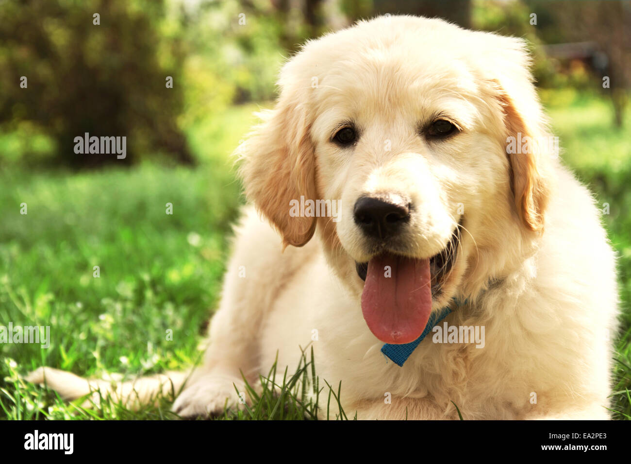 Lindo cachorro golden retriever tumbado sobre el césped Foto de stock