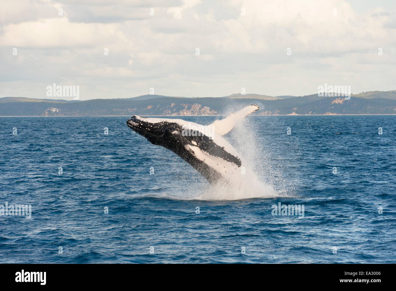 La ballena jorobada (Megaptera novaeangliae) Infracción, Hervey Bay, Queensland, Australia, el Pacífico Foto de stock