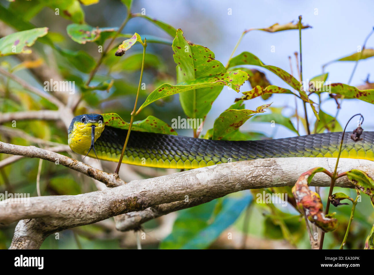 Un adulto árbol australiano a la serpiente, a orillas del río Daintree, selva tropical Daintree, Queensland, Australia Foto de stock
