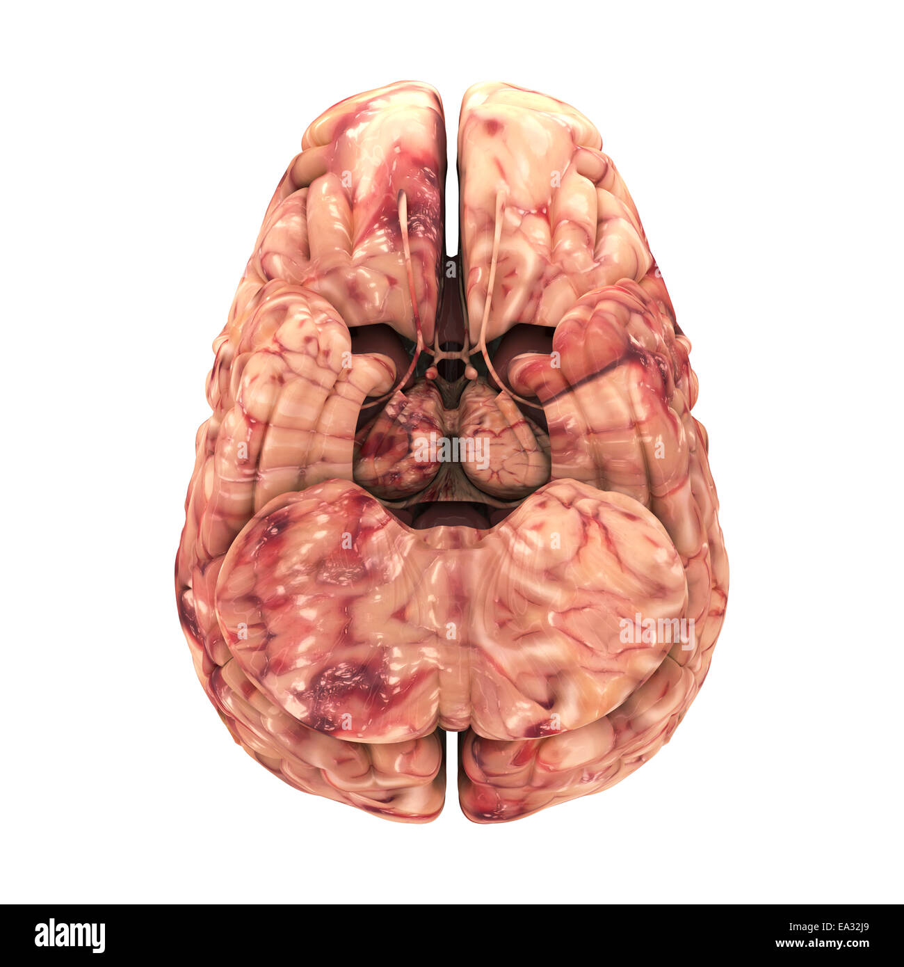 Anatomía El cerebro - Vista lateral aislado en blanco Foto de stock