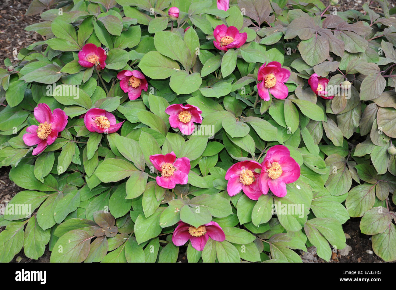 Paeonia kavachensis Foto de stock