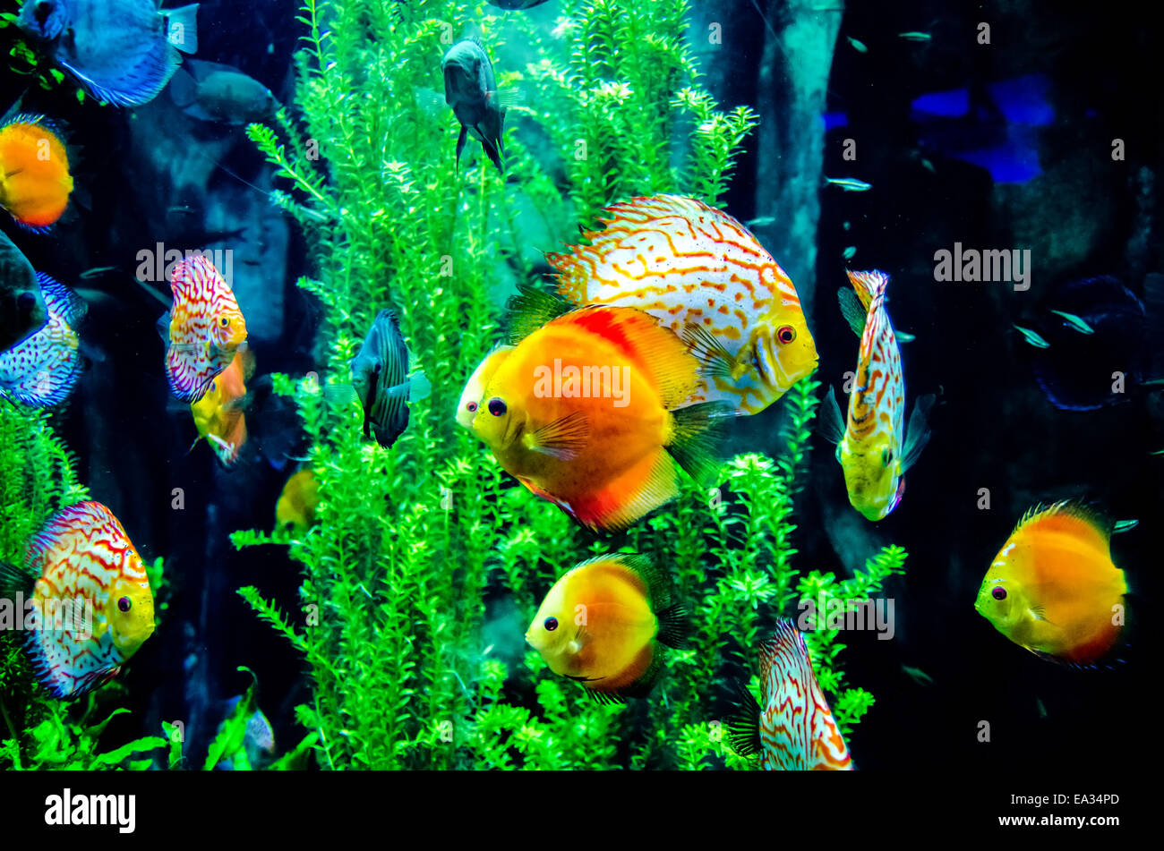 Los peces de agua salada en el océano o Acuario Foto de stock