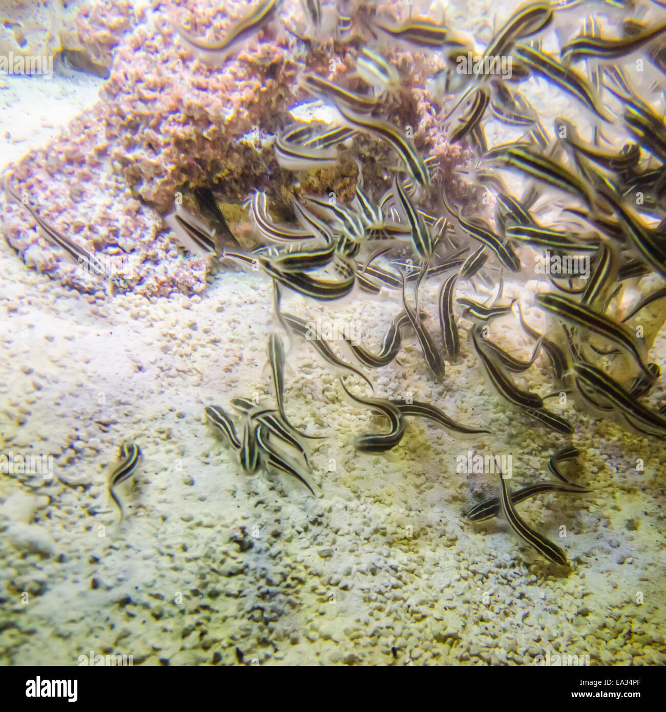 Los peces de agua salada en el océano o Acuario Foto de stock