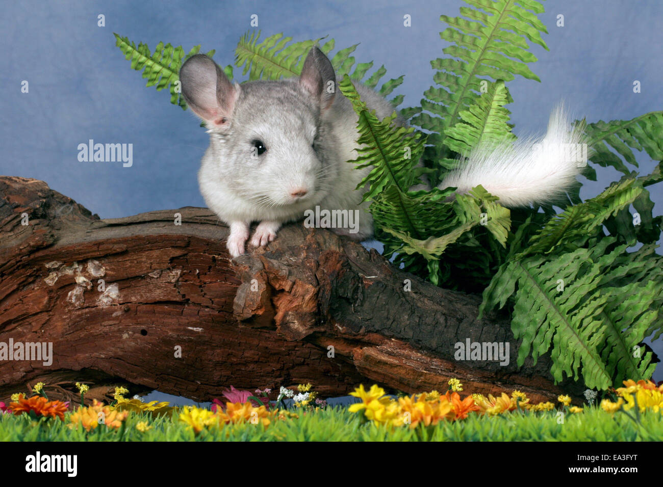 Planta solista Fotos e Imágenes de stock Alamy