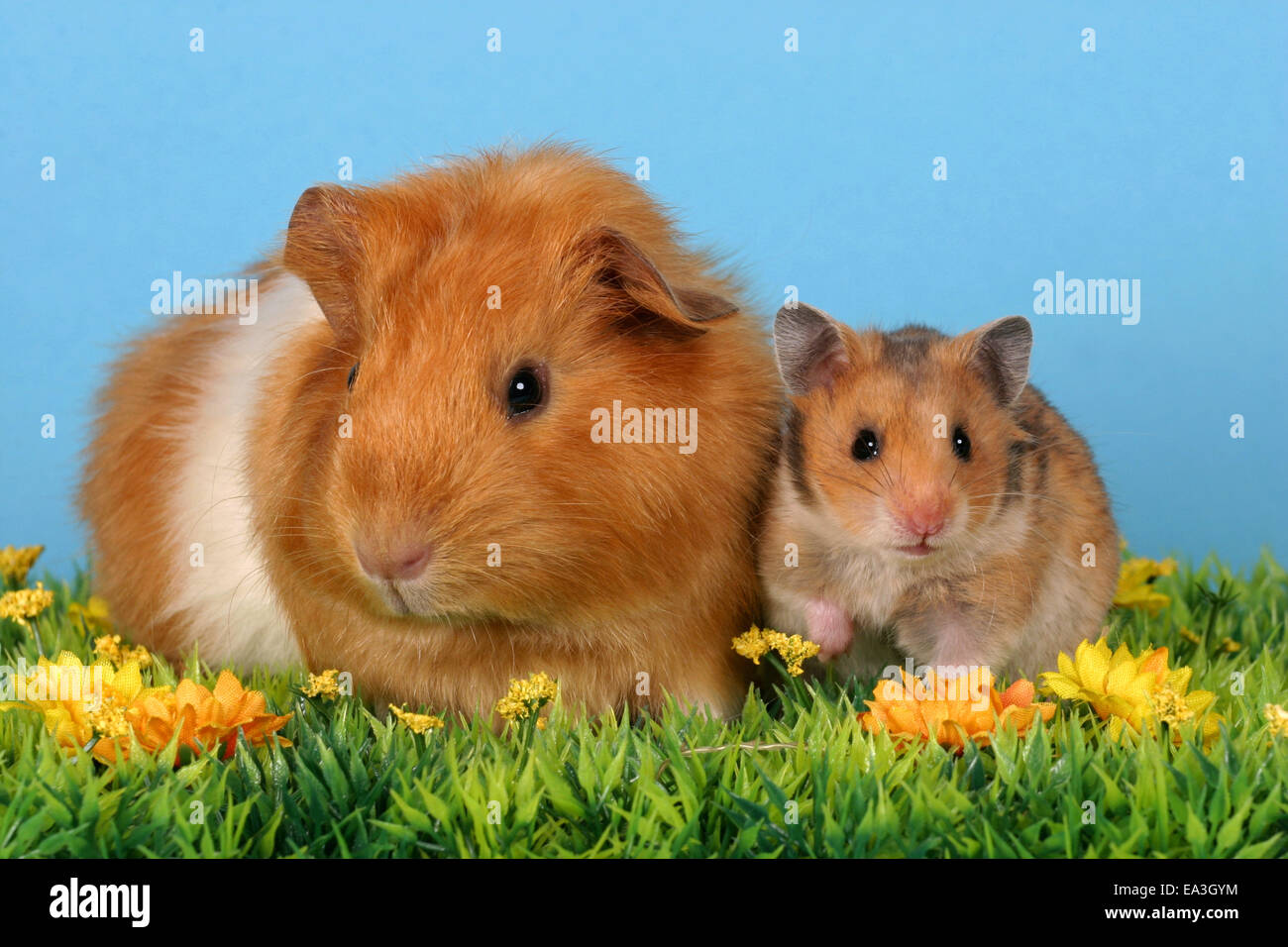 Golden hamster guinea pigs fotografías e imágenes de alta resolución