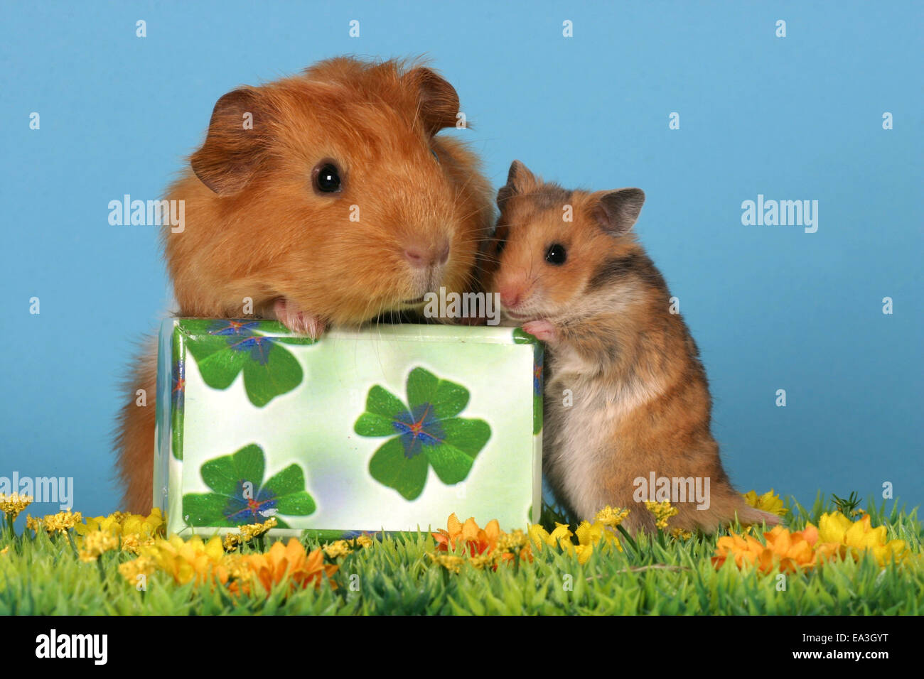 Golden hamster guinea pigs fotografías e imágenes de alta resolución