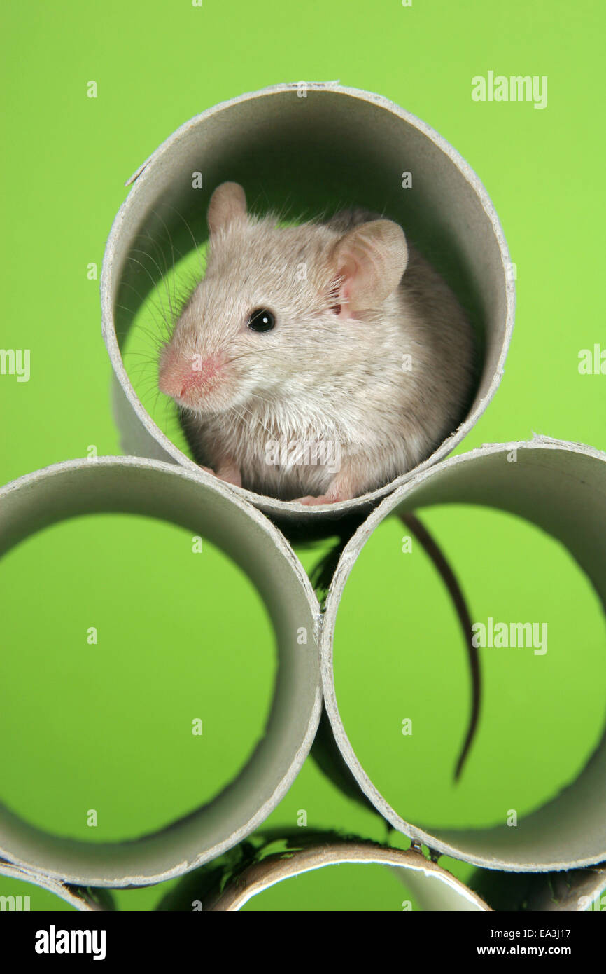 ratón Foto de stock