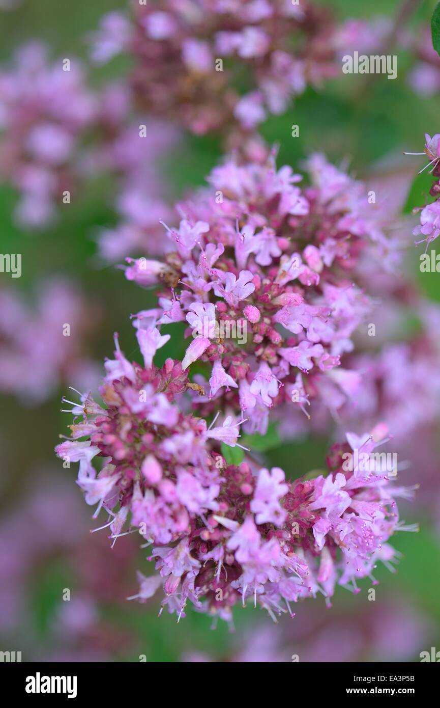 El orégano, mejorana silvestre (Origanum vulgare) floración en verano Foto de stock