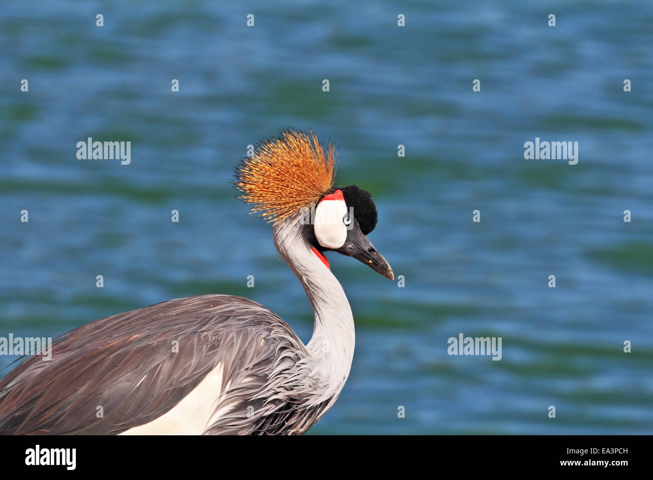 Cresta de plumas en la cabeza fotografías e imágenes de alta resolución -  Alamy