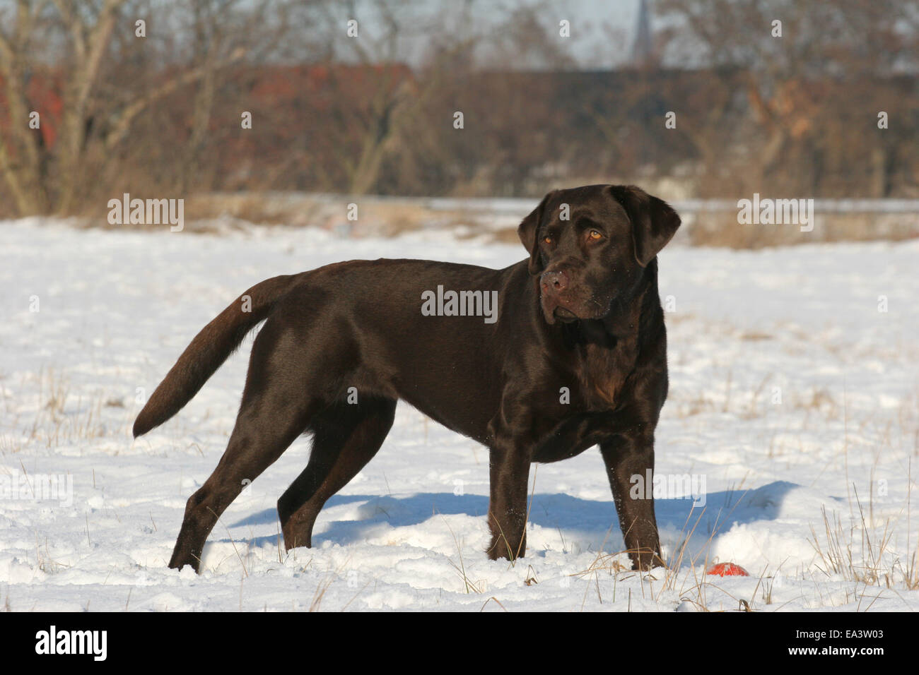 Labrador Retriever Foto de stock