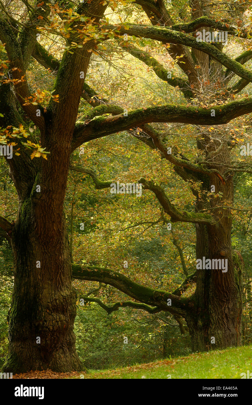 Oak,el roble (Quercus) Foto de stock
