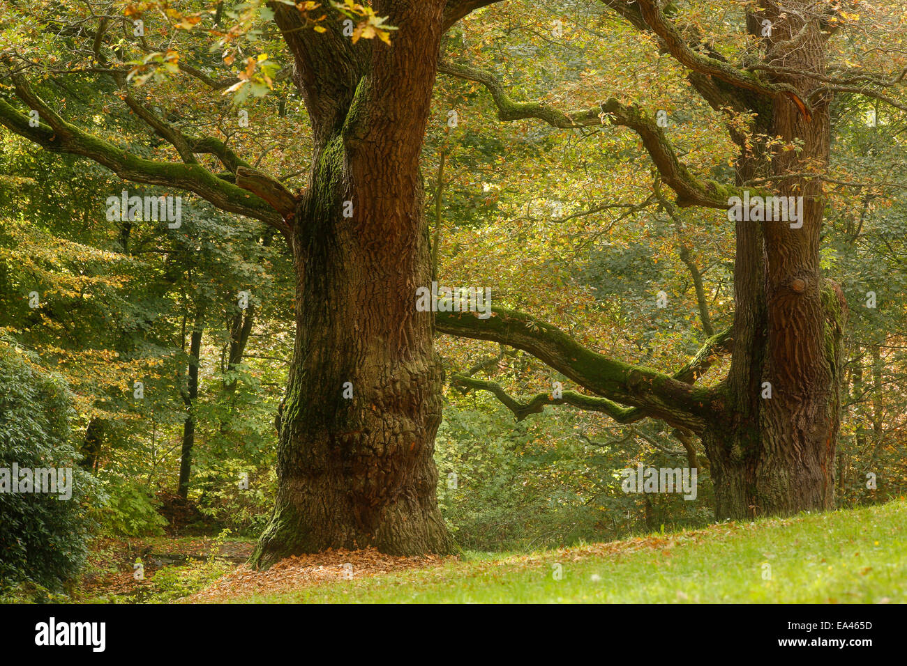 Oak,el roble (Quercus) Foto de stock