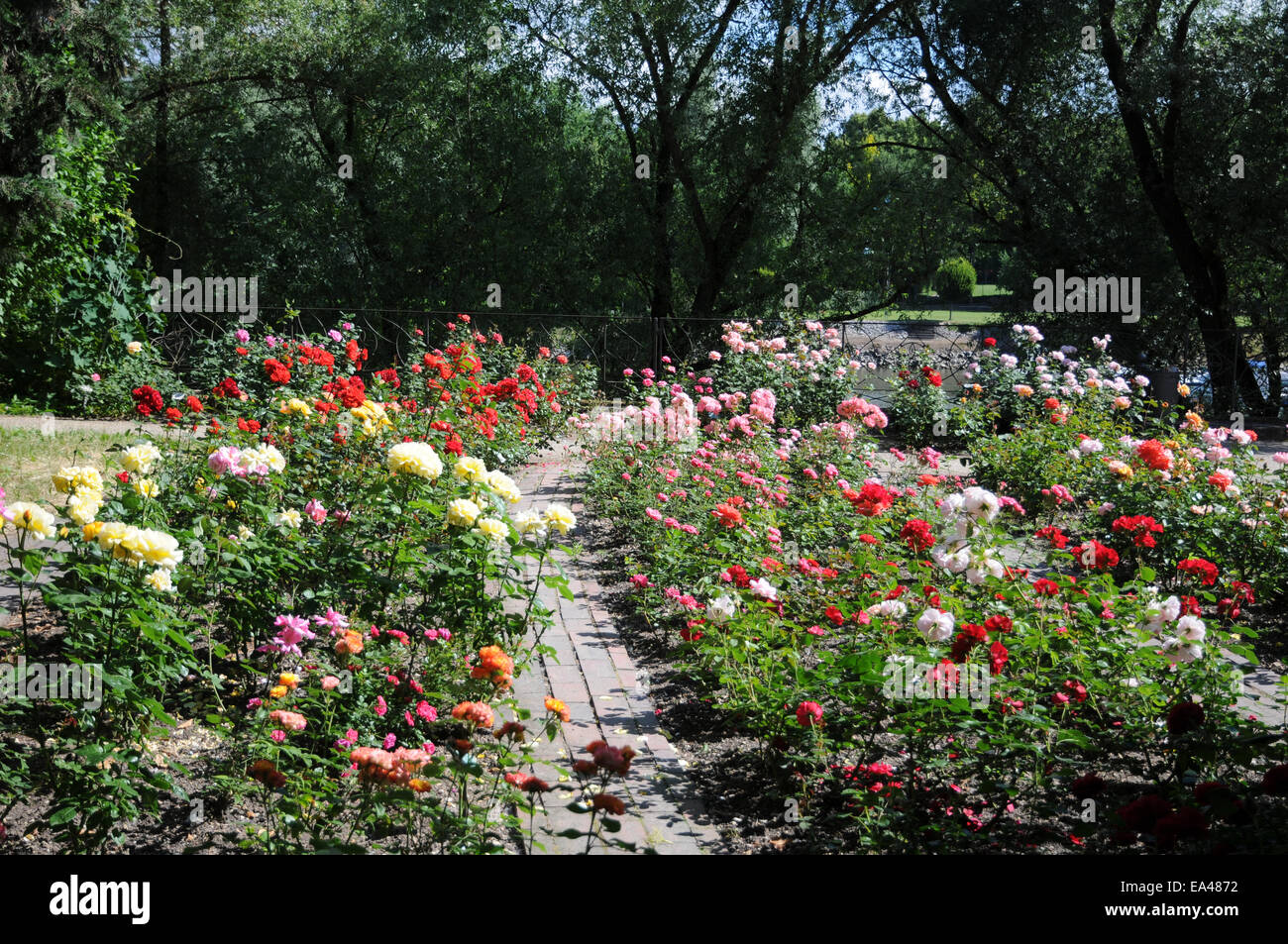 Jardín de rosas Foto de stock