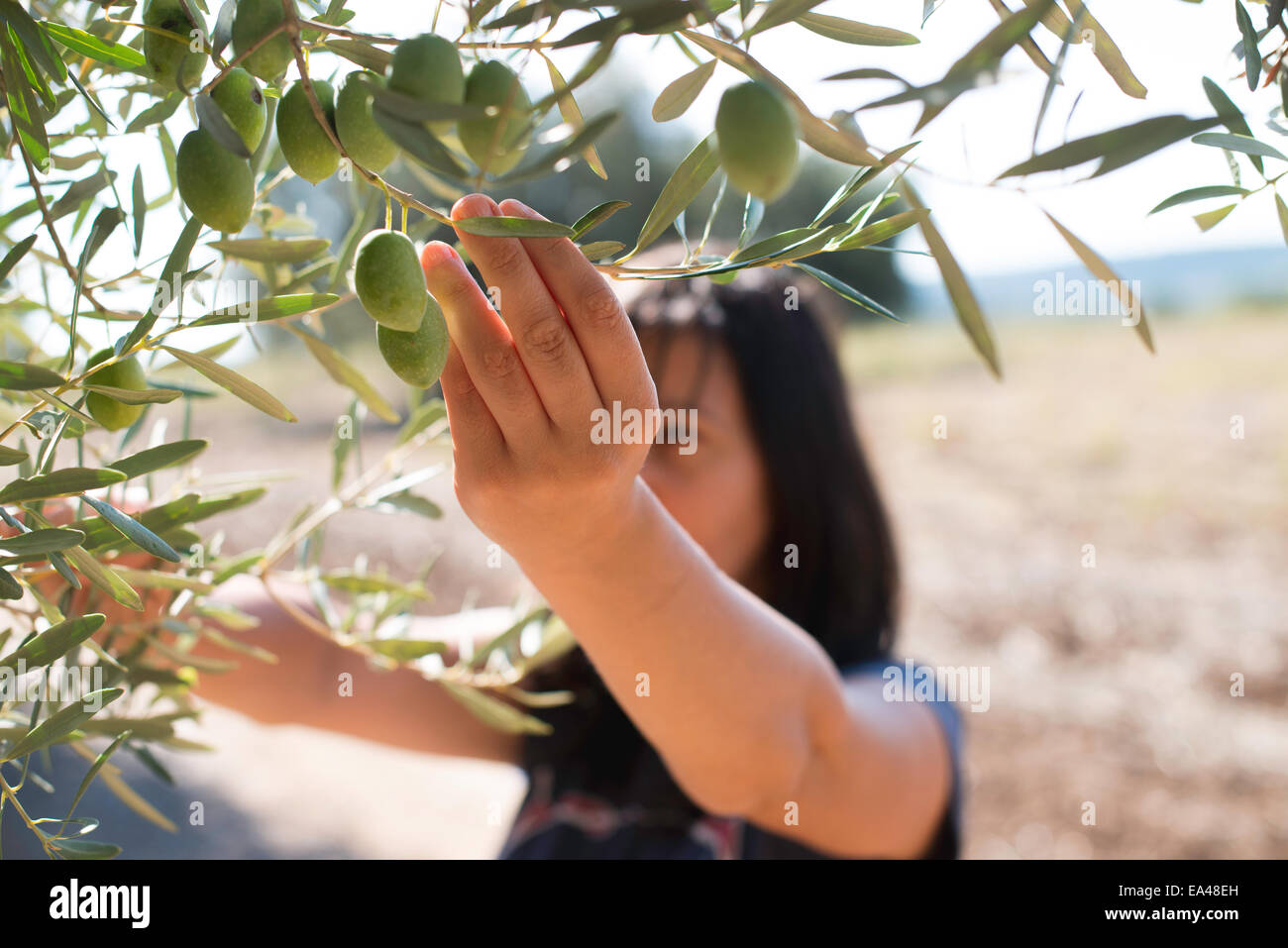 Cogiendo aceitunas.Mujer sosteniendo rama de olivo Foto de stock