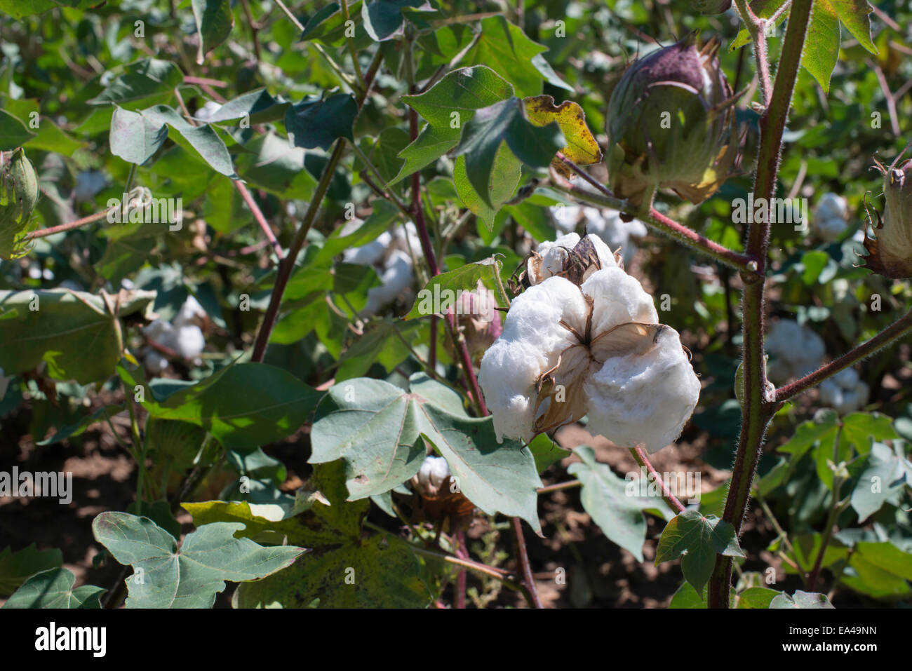 Planta de algodón fotografías e imágenes de alta resolución Alamy