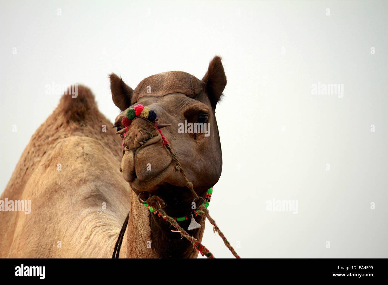 Los camellos, desiertos, animales de trabajo, camélidos, leche, Pushkar, Rajastán, India. Foto de stock