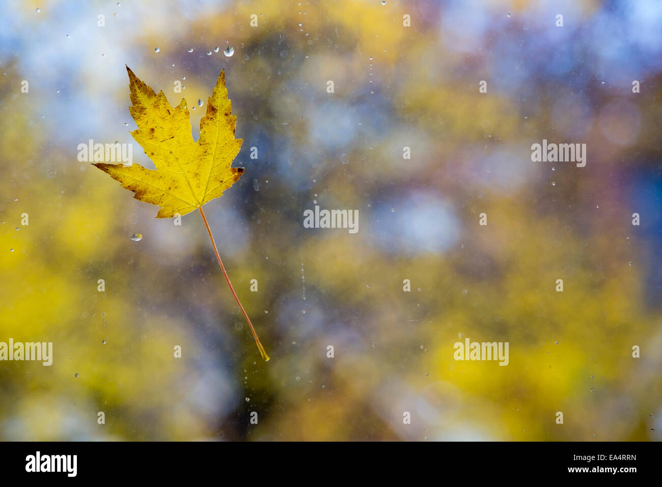 Detroit, Michigan - Una hoja de otoño en una ventana en una mañana lluviosa. Foto de stock