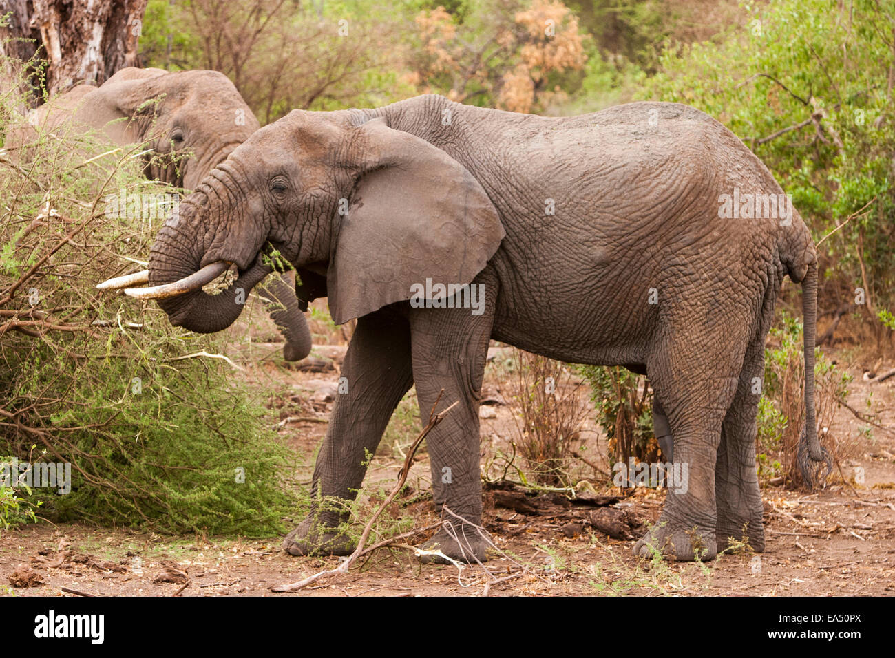 Alimentación de elefantes Foto de stock