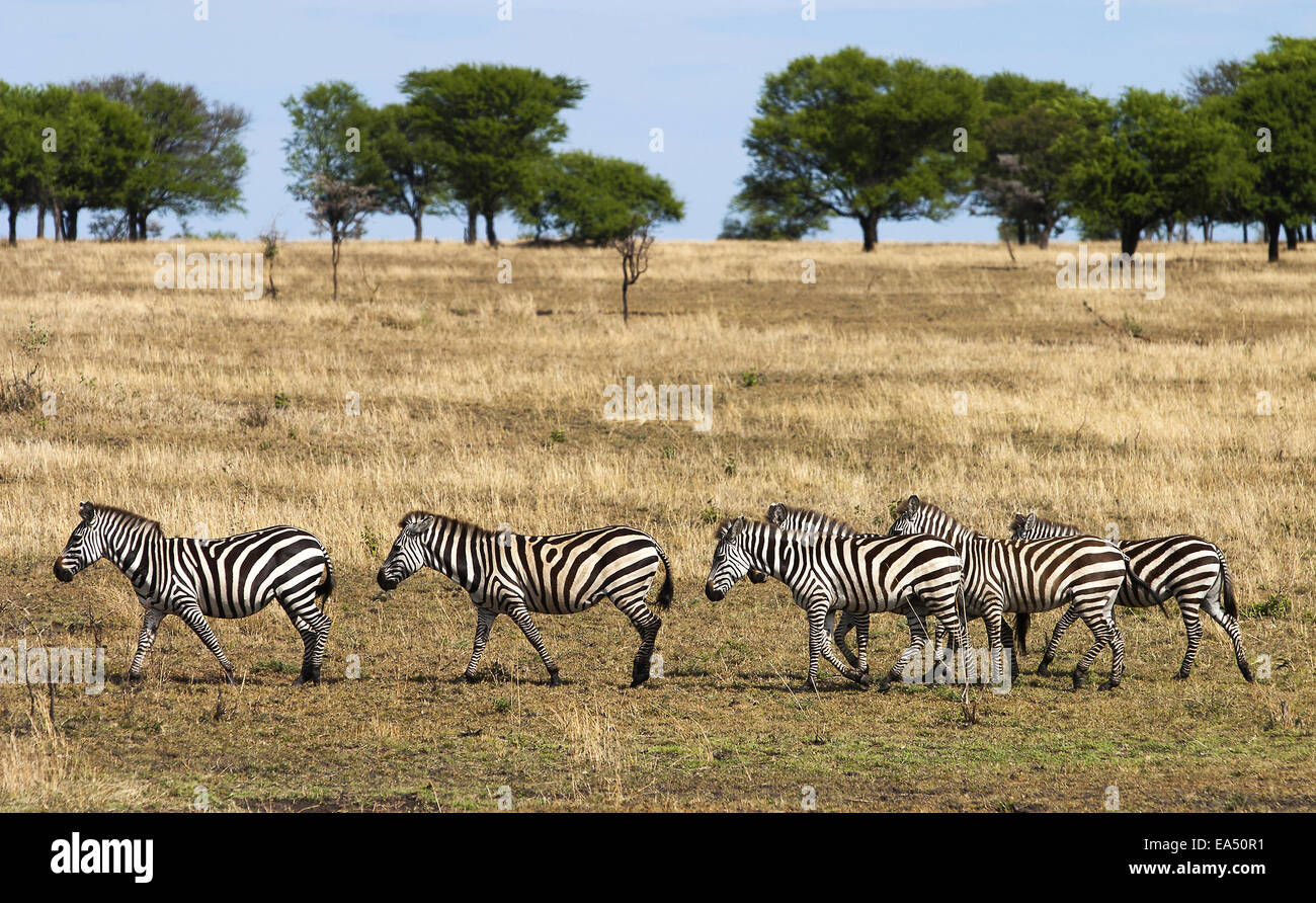 Caminar a través de la cebra Serengeti. Foto de stock