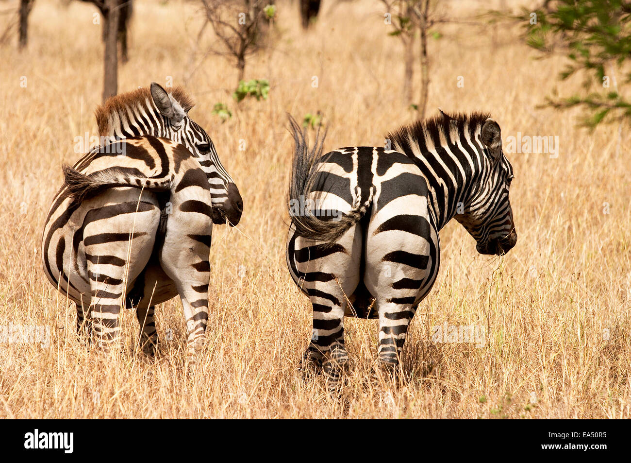 Cebras en el Serengeti Foto de stock