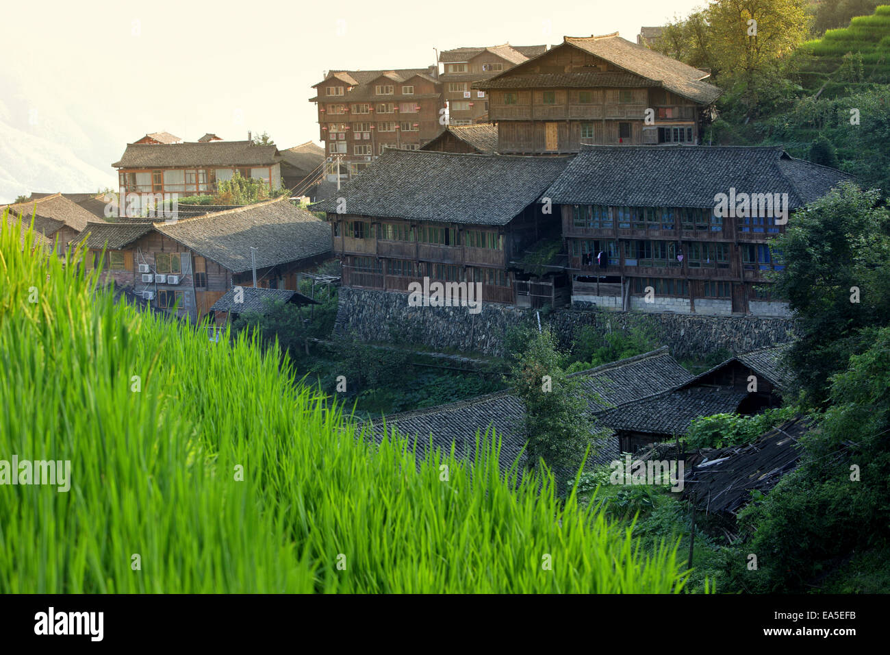 China, Guangxi, Ping'an, campo de arroz La Columna del dragón Foto de stock