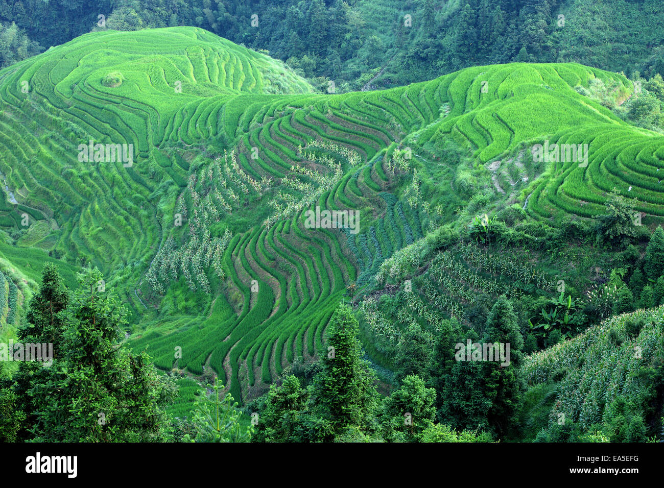 China, Guangxi, Ping'an, campo de arroz La Columna del dragón Foto de stock