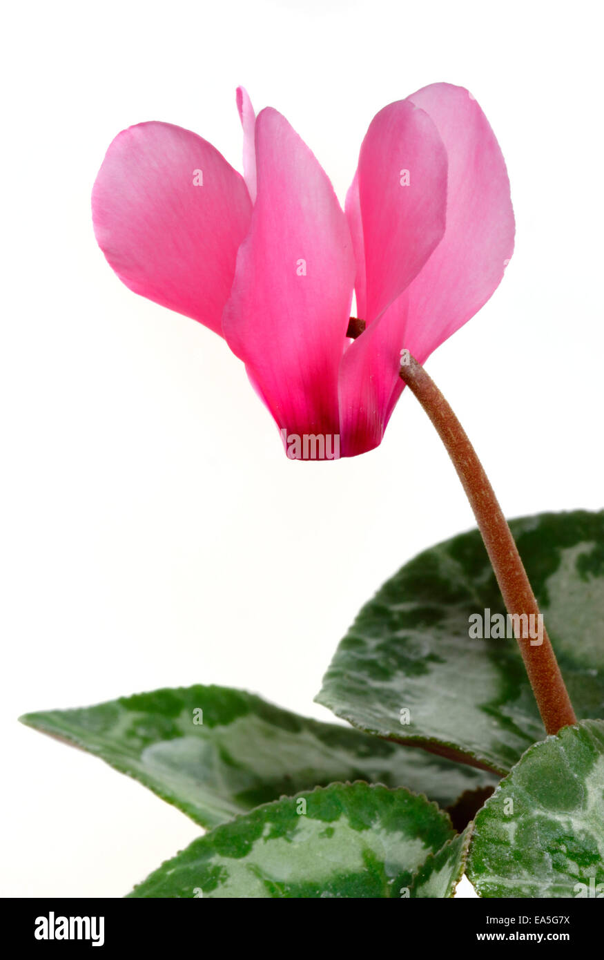 Mini rosa flor Ciclamen Fotografía de stock - Alamy