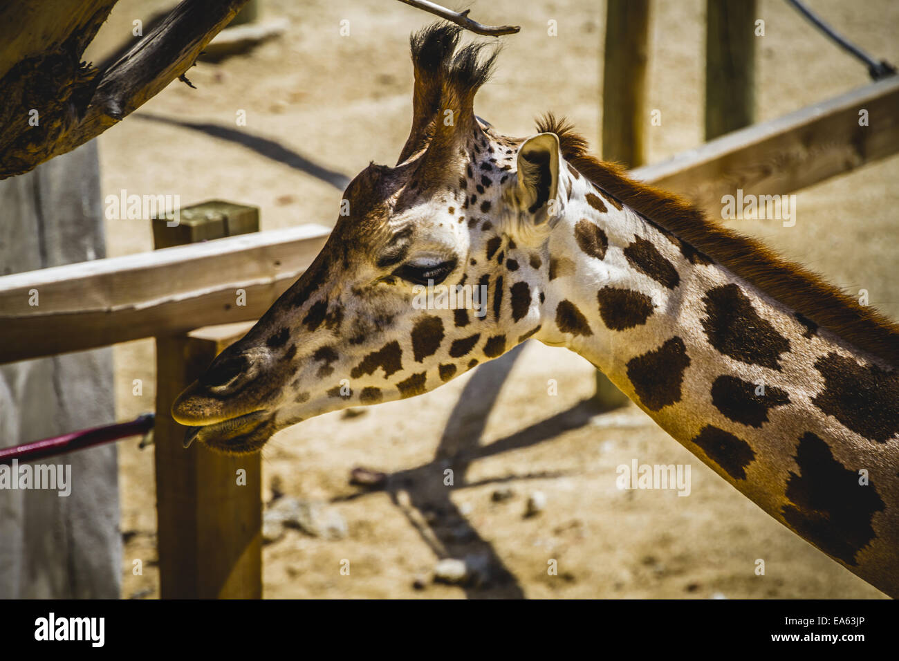 Giraffa, hermosa jirafa en un parque zoológico Foto de stock