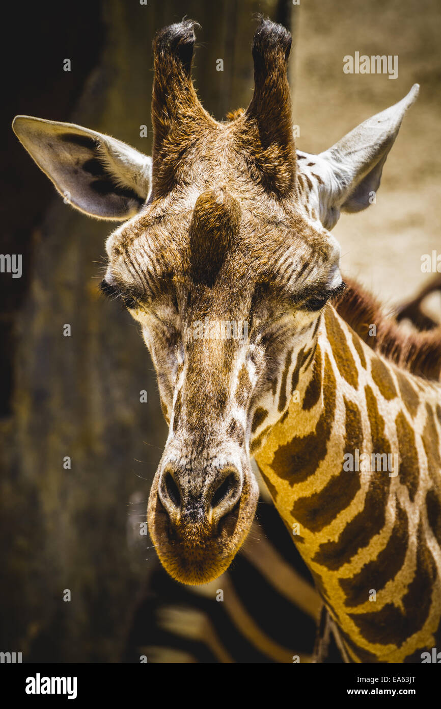 Gracioso hermosa jirafa en un parque zoológico Foto de stock
