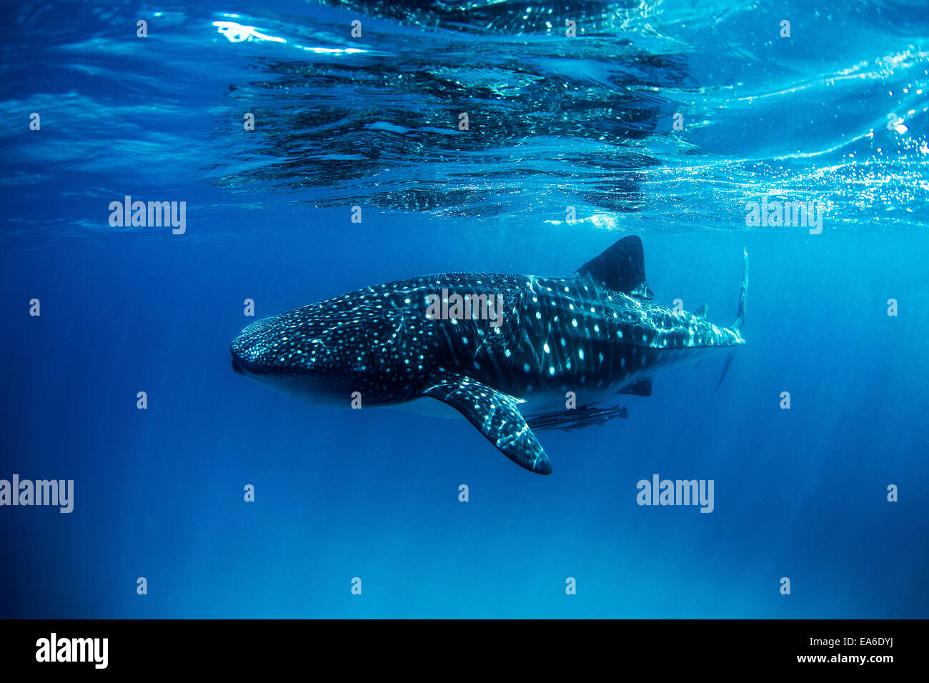 Tiburón ballena con remoras nadando en el océano Foto de stock
