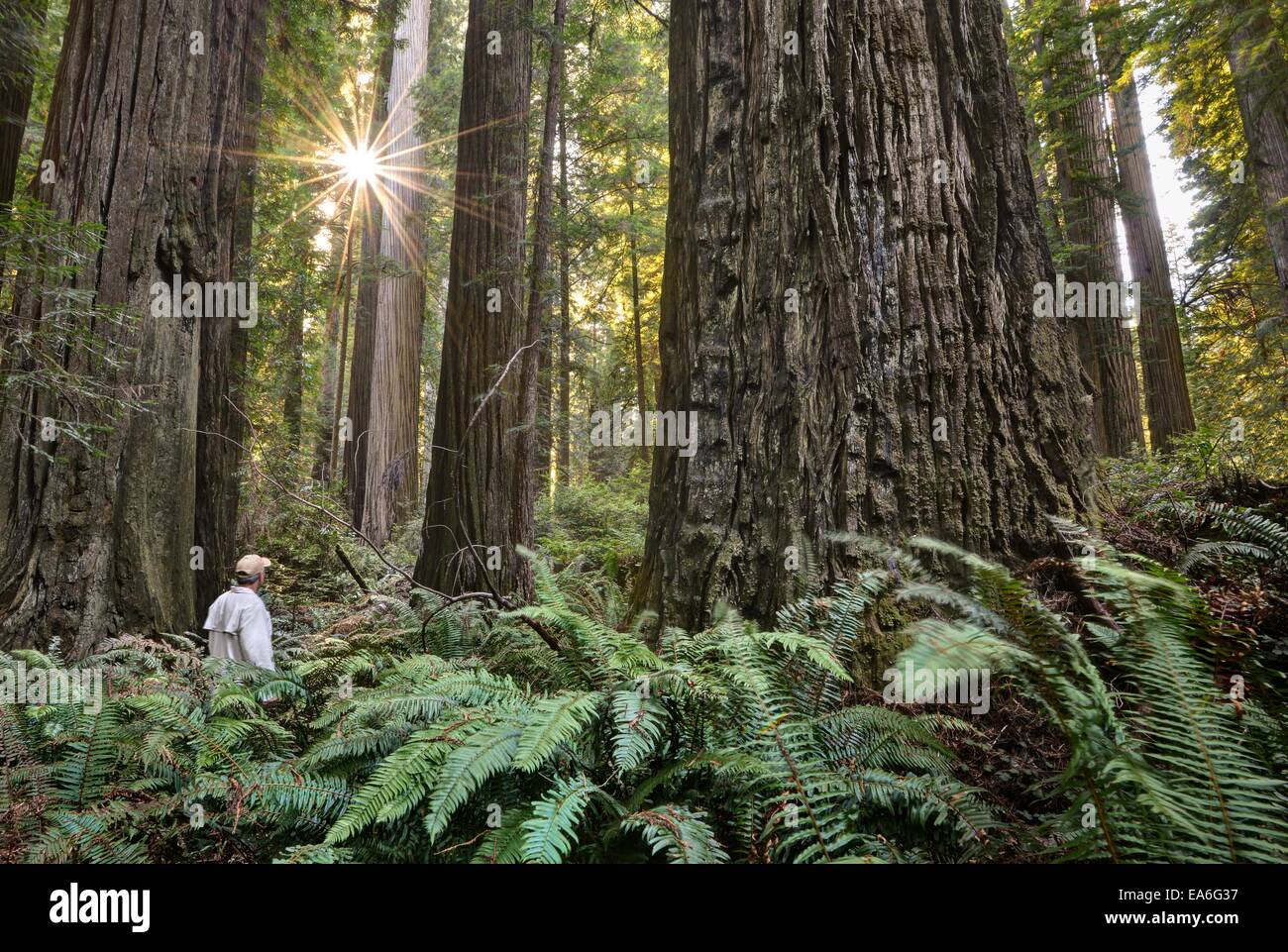 California, Estados Unidos, Redwood (nacional y estatal), Estacionamiento, caminante entre gigantescos árboles Foto de stock