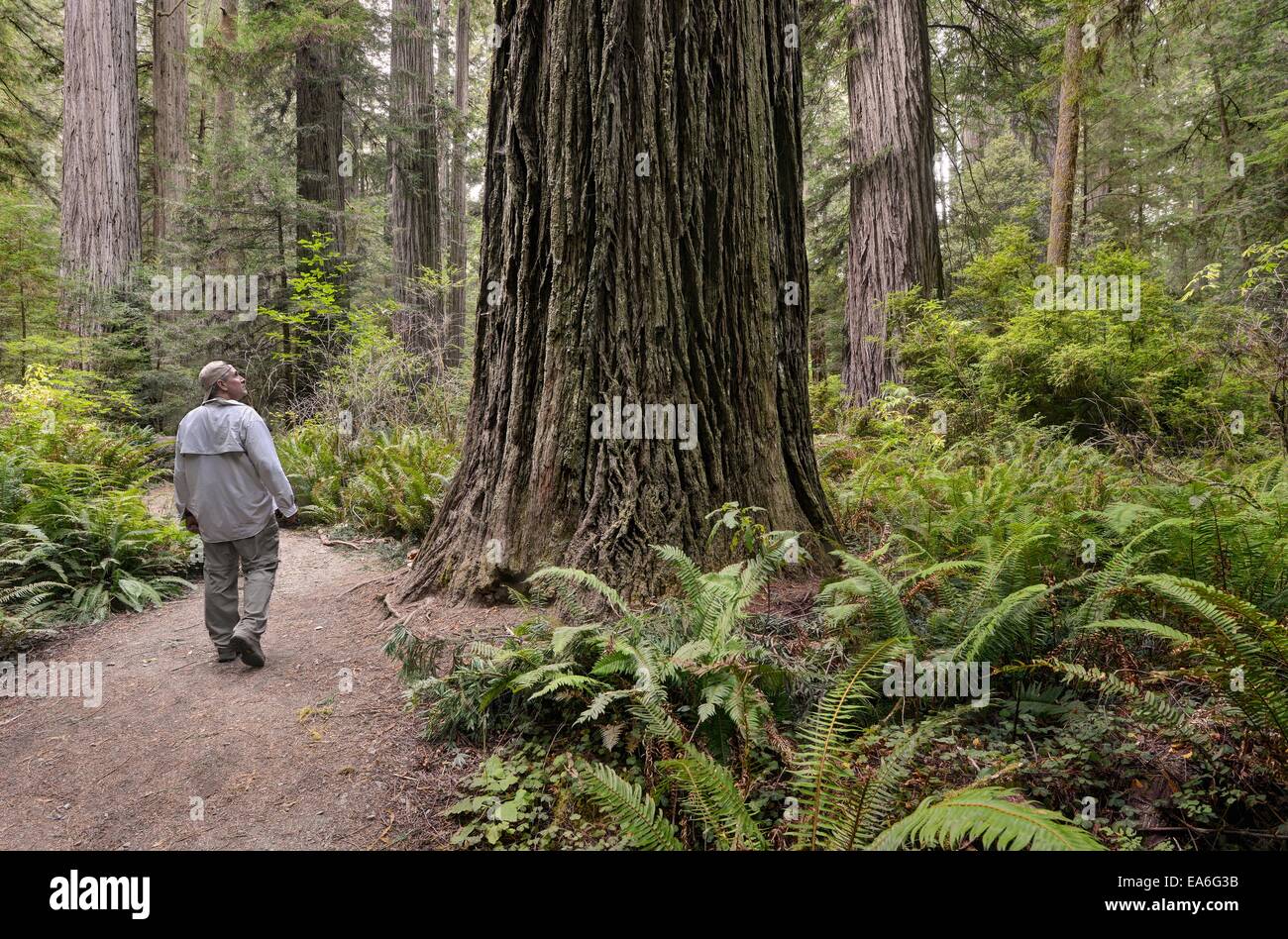 California, Estados Unidos, Parque Nacional Redwood, caminante en Templeman Grove Trail Foto de stock