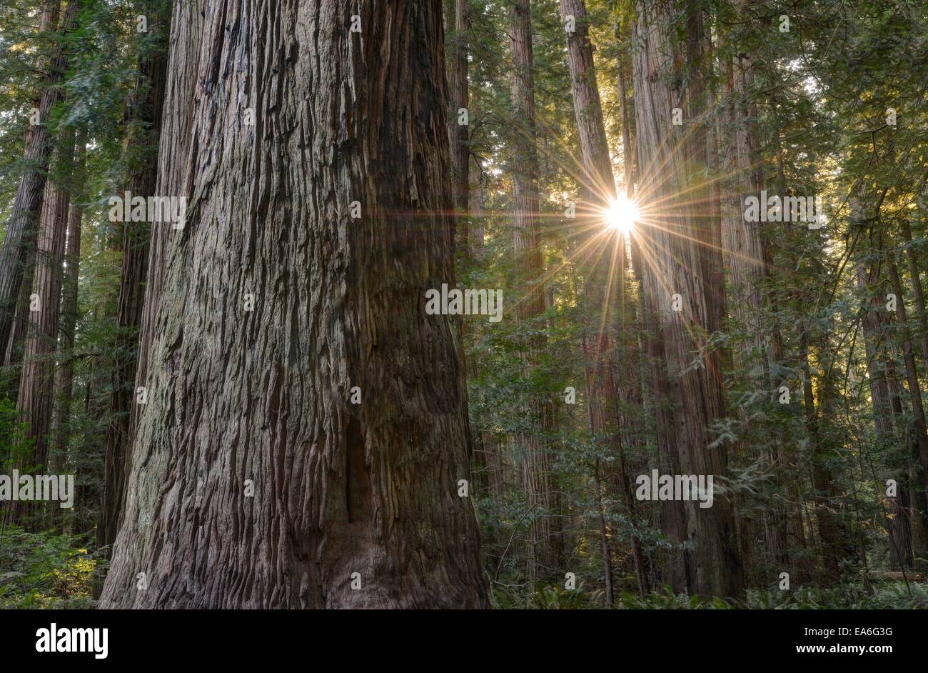 California, Estados Unidos, Parque Nacional Redwood, Sunburst a través de Secoyas en Stout Grove Foto de stock