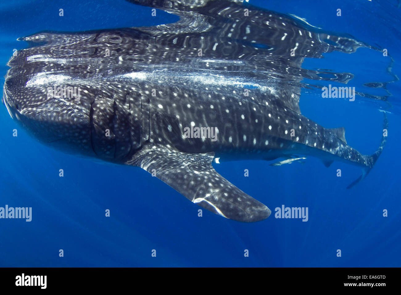Tiburón ballena, Isla mujeres, Quintana Roo, México Foto de stock
