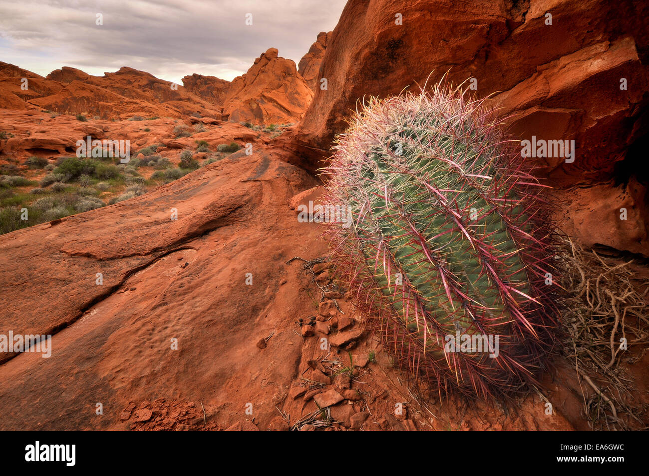 Estados Unidos, Nevada, el Parque Estatal Valle del Fuego, Cactus de barril y arenisca Foto de stock