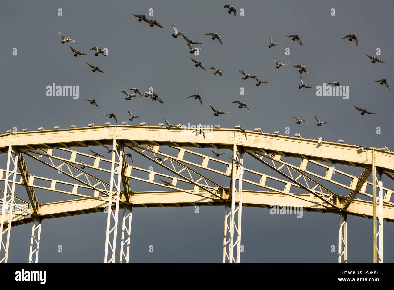 Grupo de palomas grises despegando desde la construcción del puente Foto de stock