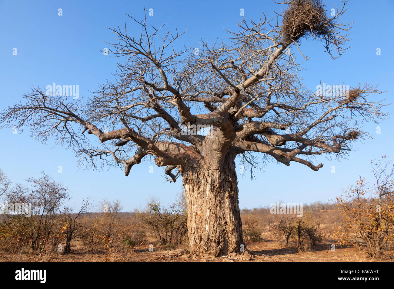Baobab africano (Adansonia digitata), parque nacional de Mapungubwe, Limpopo, Sudáfrica Foto de stock