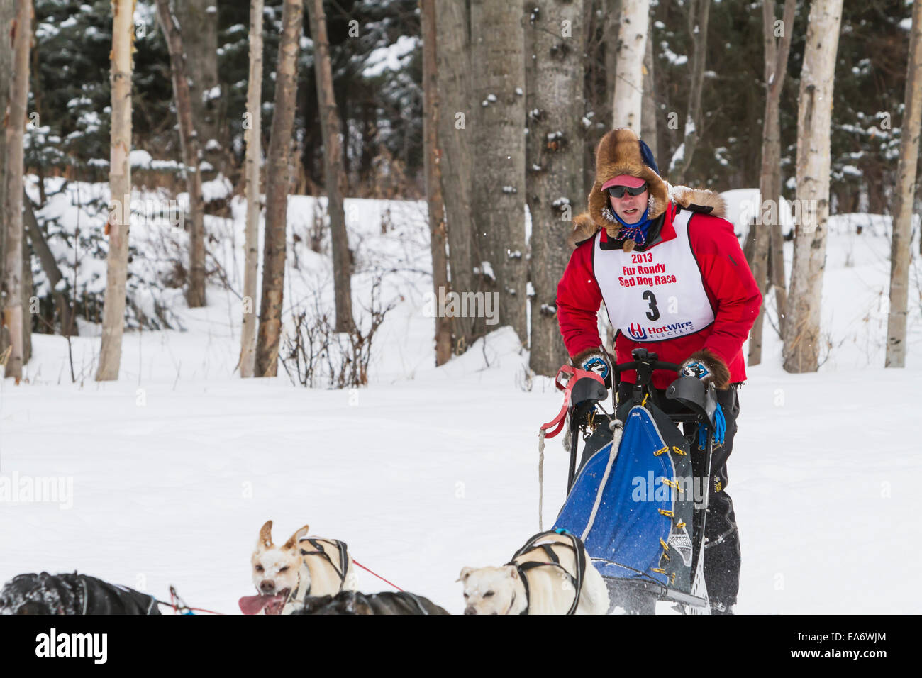 La raza,Husky,nieve,Bosque,Mushing, trineos de perros Foto de stock
