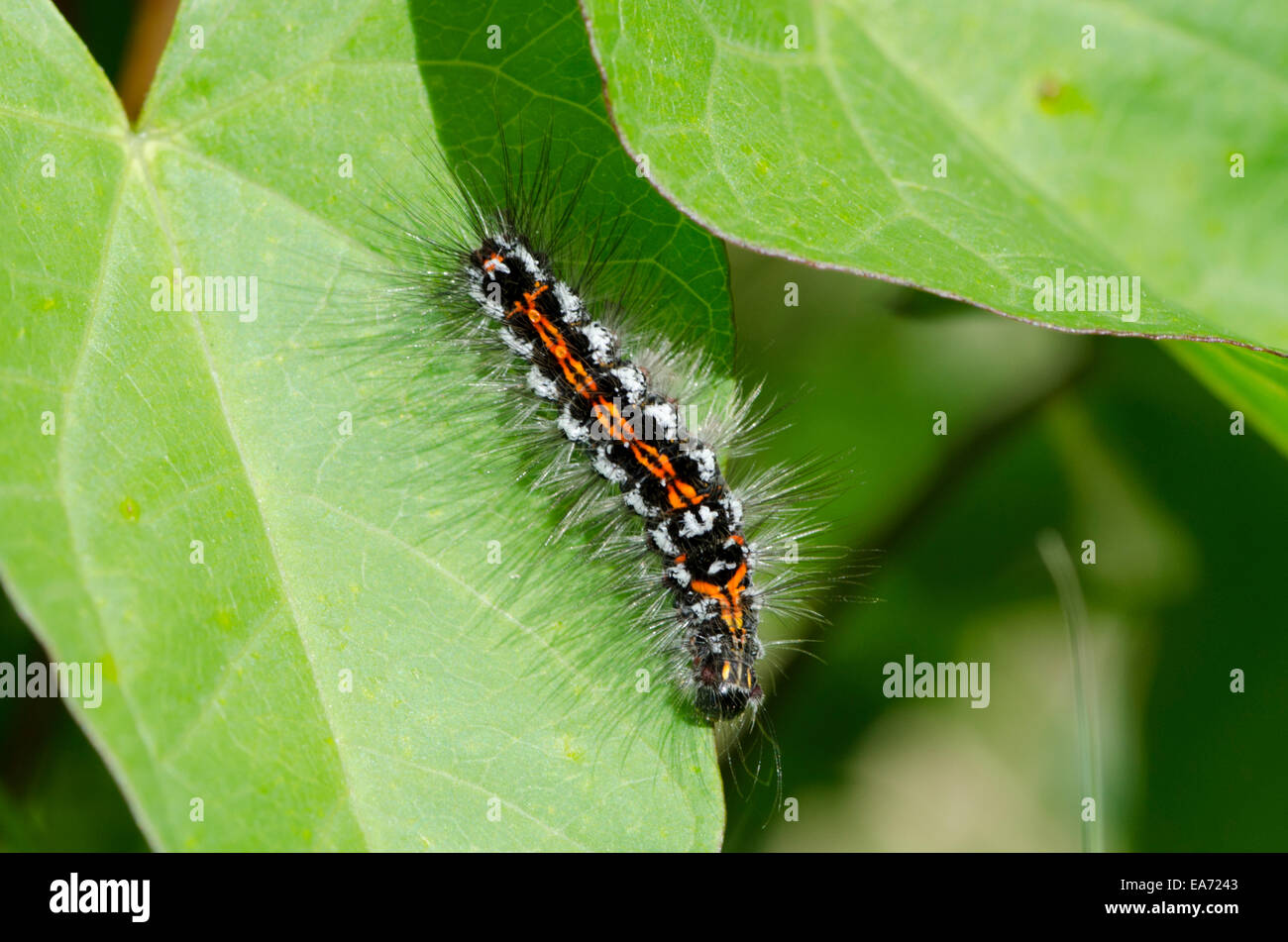 Amarillo-tail [Euproctis similis] Caterpillar Junio Norfolk Broads, Inglaterra, Reino Unido. Foto de stock