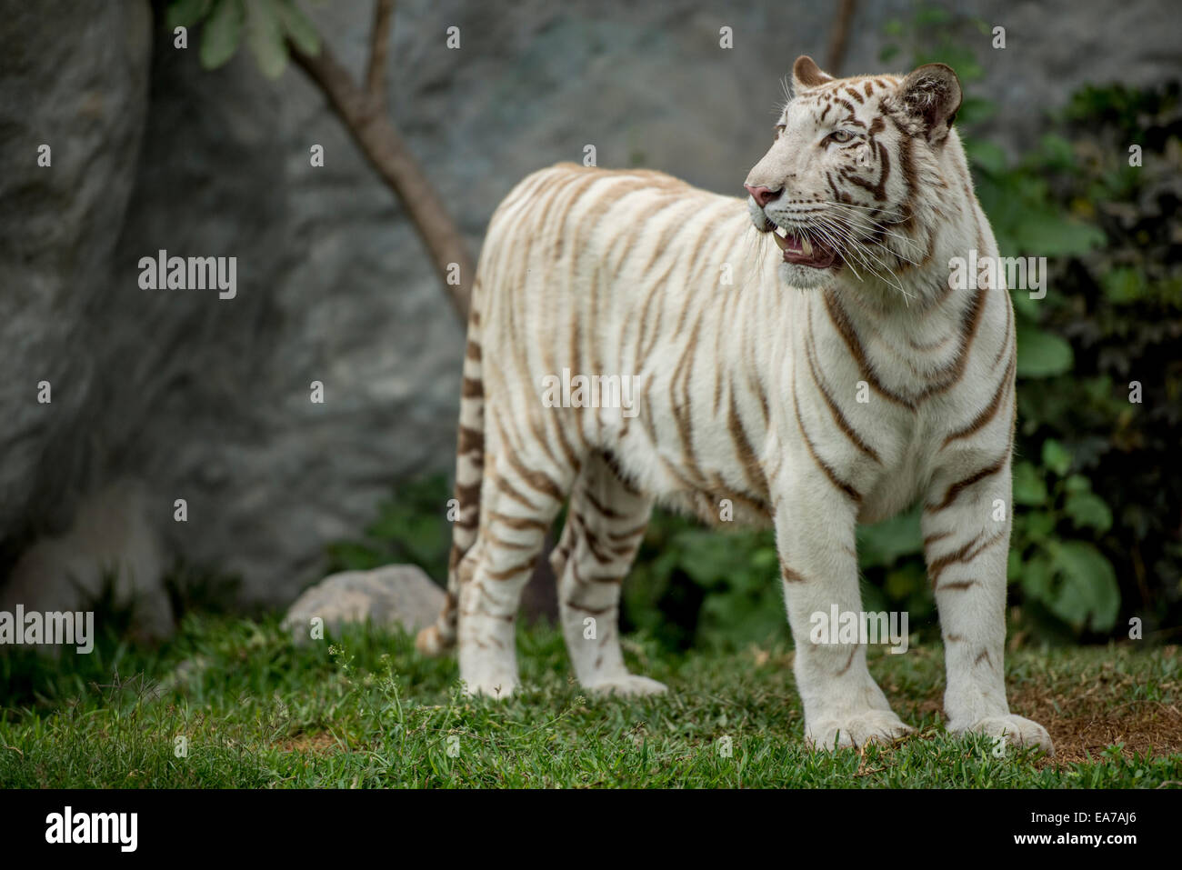 Tigre blanco Foto de stock