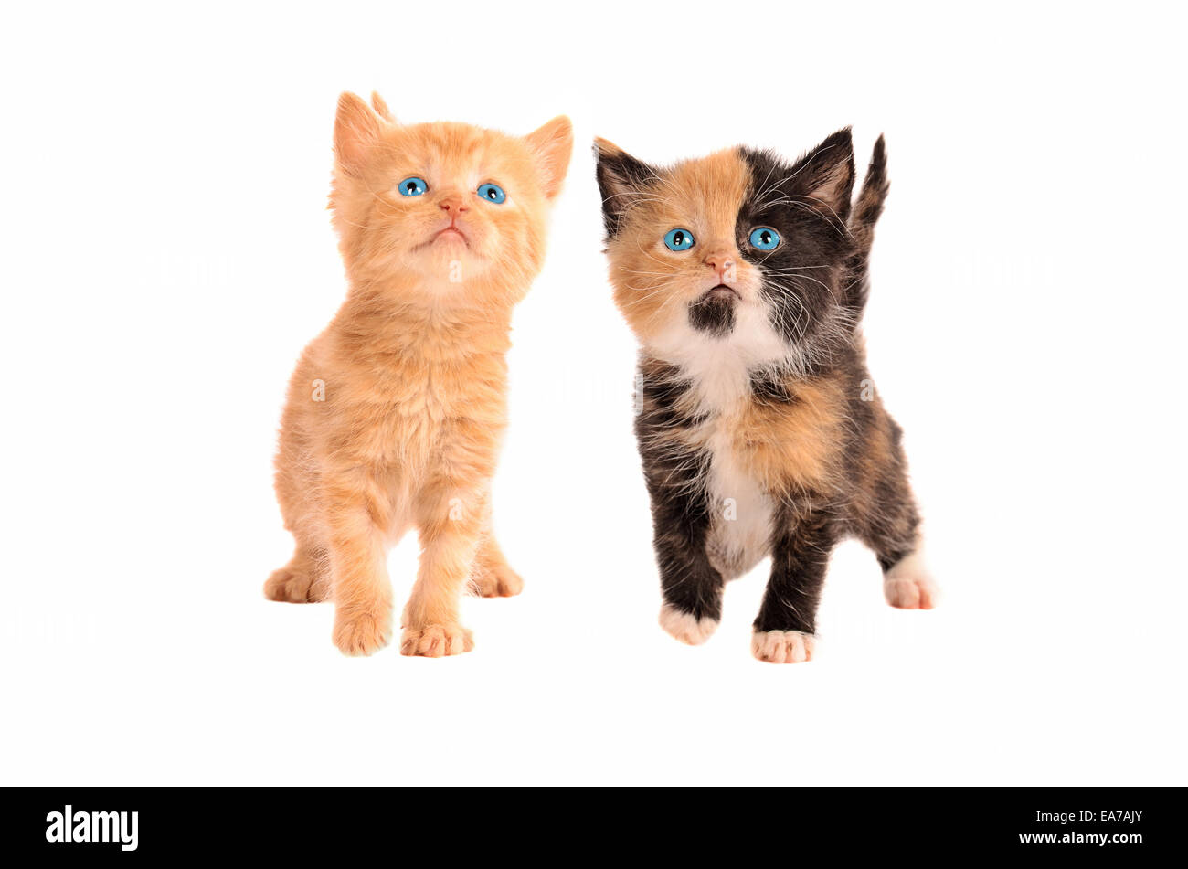 Dos cachorros, calico y una naranja atigrado gatito, juntos sobre un fondo blanco. Foto de stock