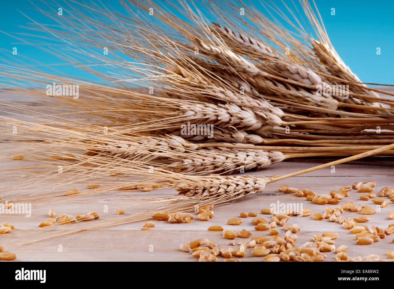 Espigas de trigo, trigo seco. foto de Stock