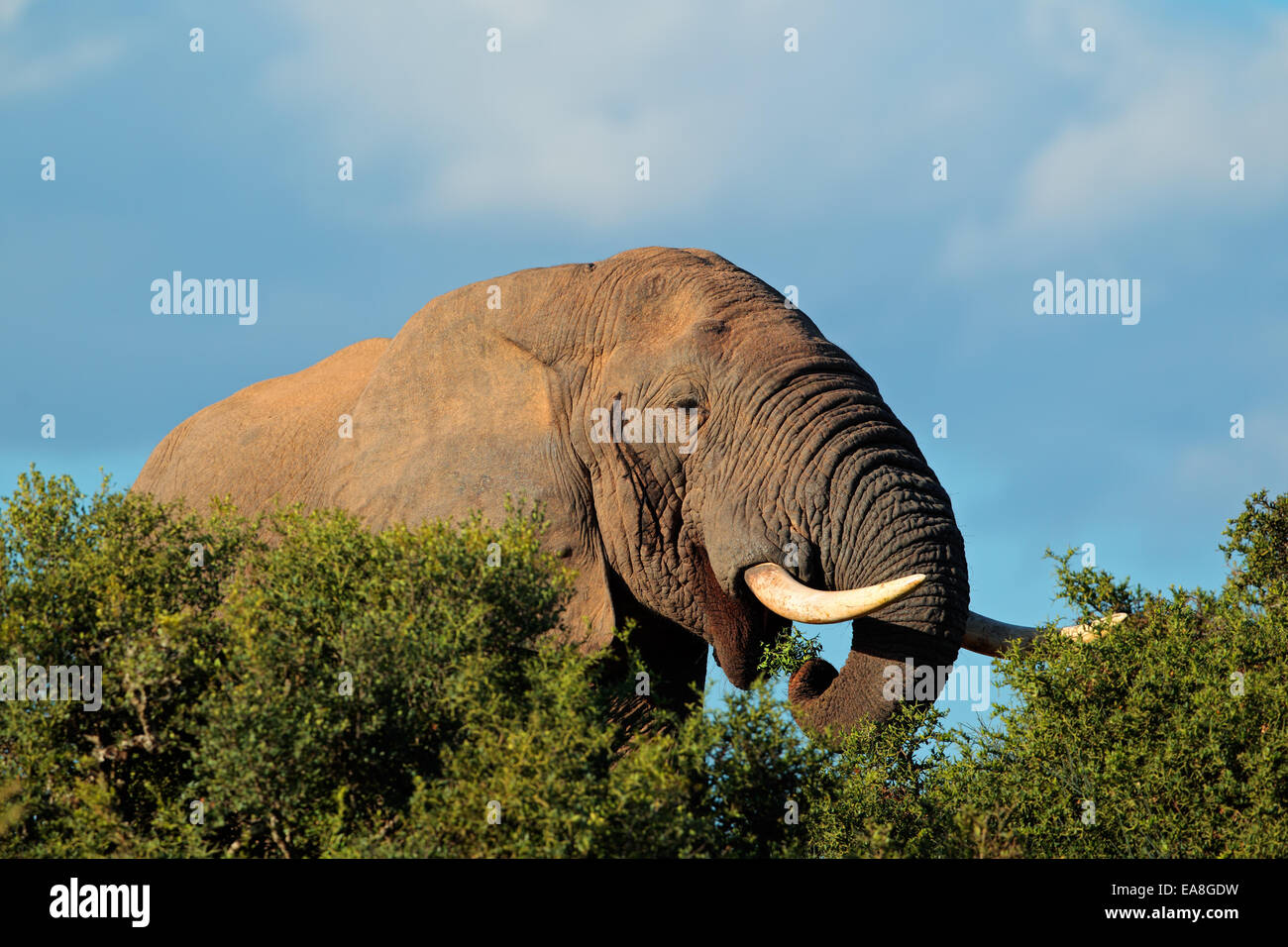 Retrato de un elefante africano (Loxodonta africana), alimentación, Parque Nacional de Elefantes Addo, Sudáfrica Foto de stock
