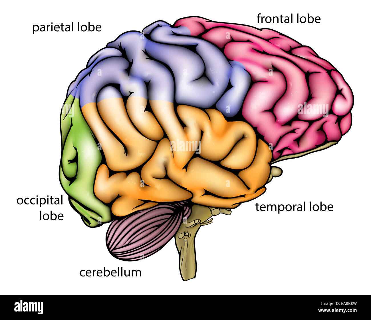 diagrama de partes del cerebro