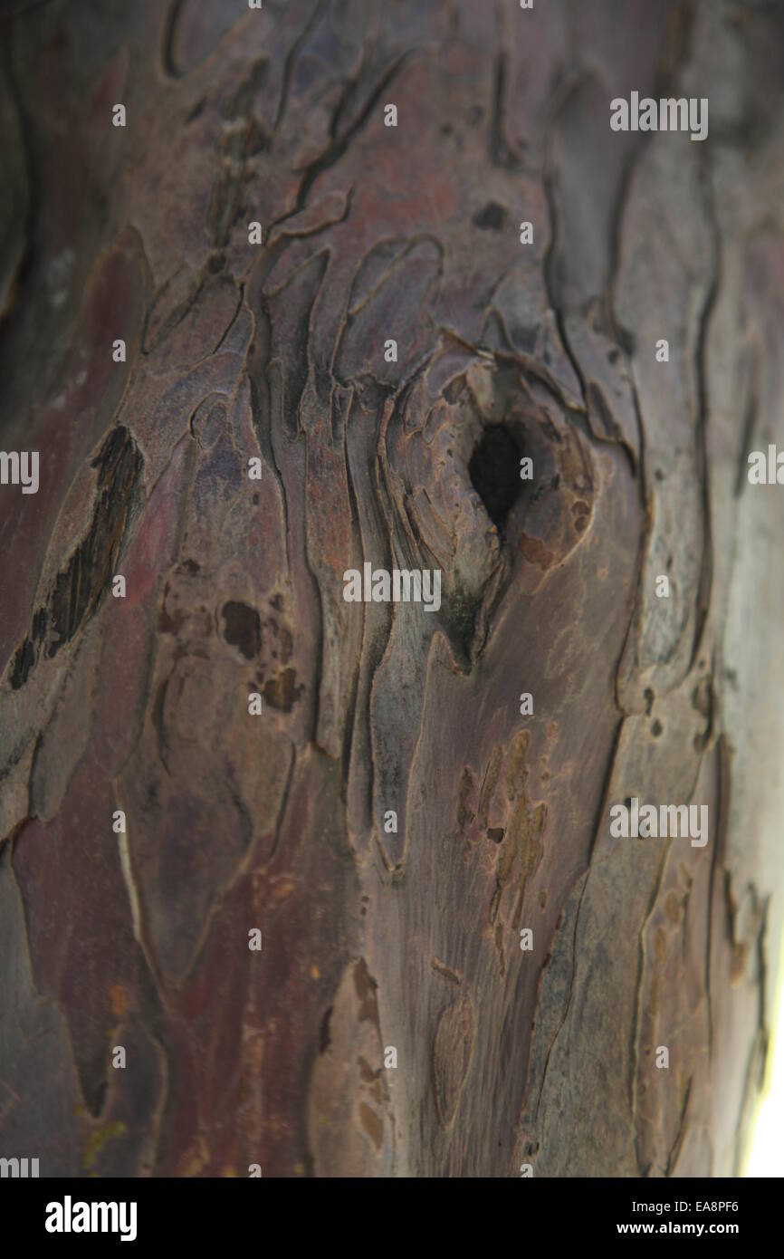 Resumen Antecedentes de madera Foto de stock