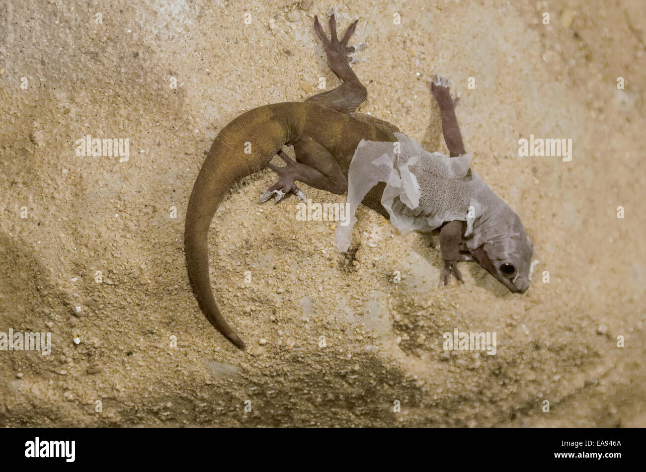 Fotografía de la lagartija (Lacertilia) despegar en la arena. Foto de stock