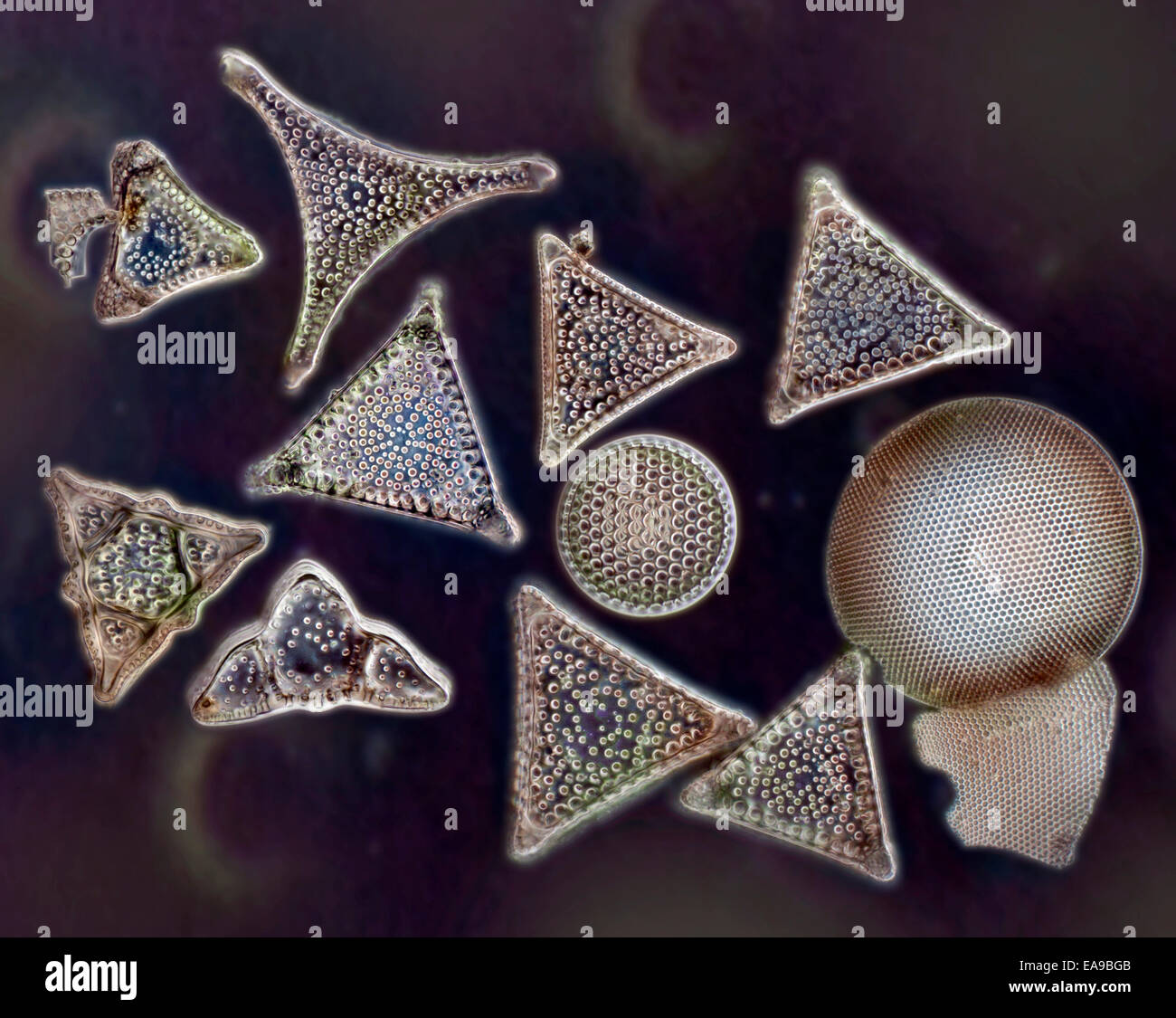Biodiversidad de diatomeas, una variedad de formas, darkfield microfotografía Foto de stock